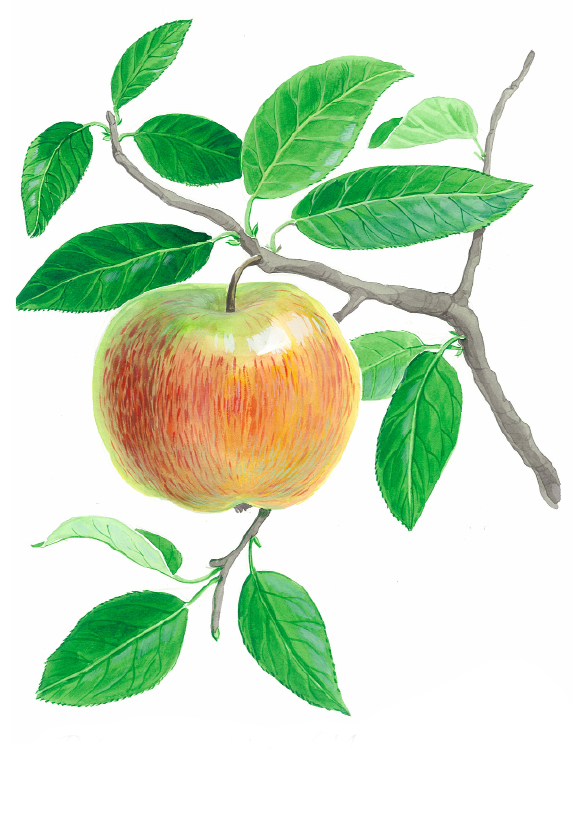 Roter Gravensteiner Apfel(c)kheymach